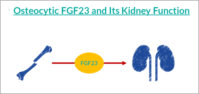 重大突破！研发FGF23项目，精准诊断CKD及CKD-MBD